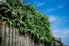 南に北に 南に北に