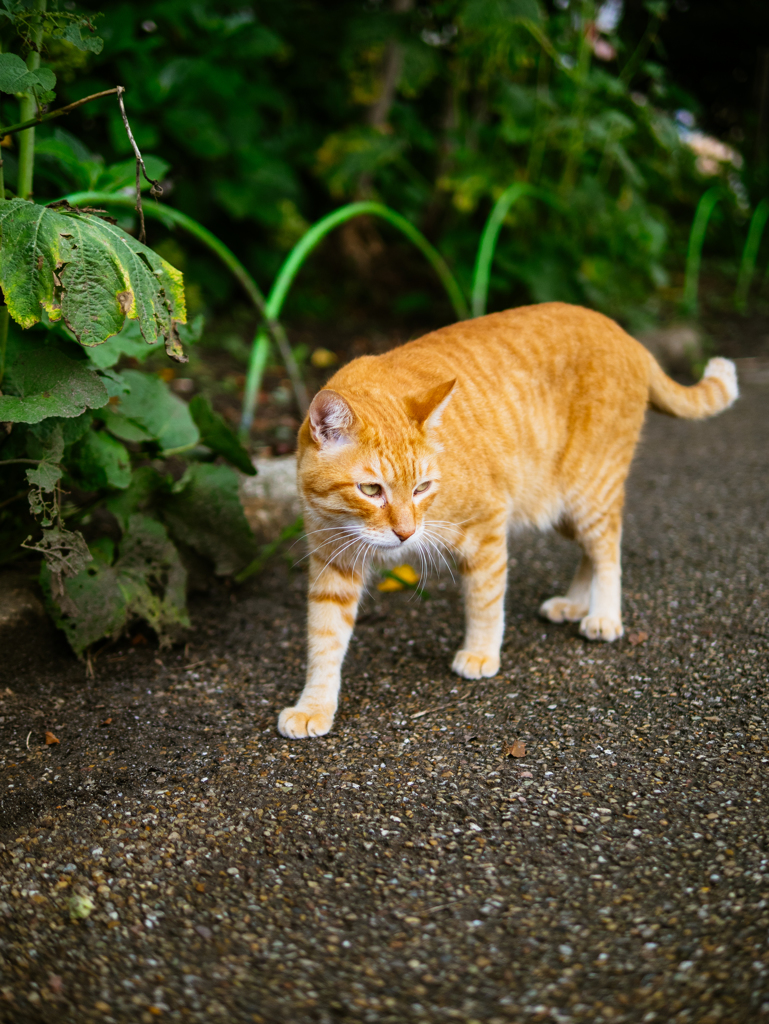 夏の魔物Ⅱ