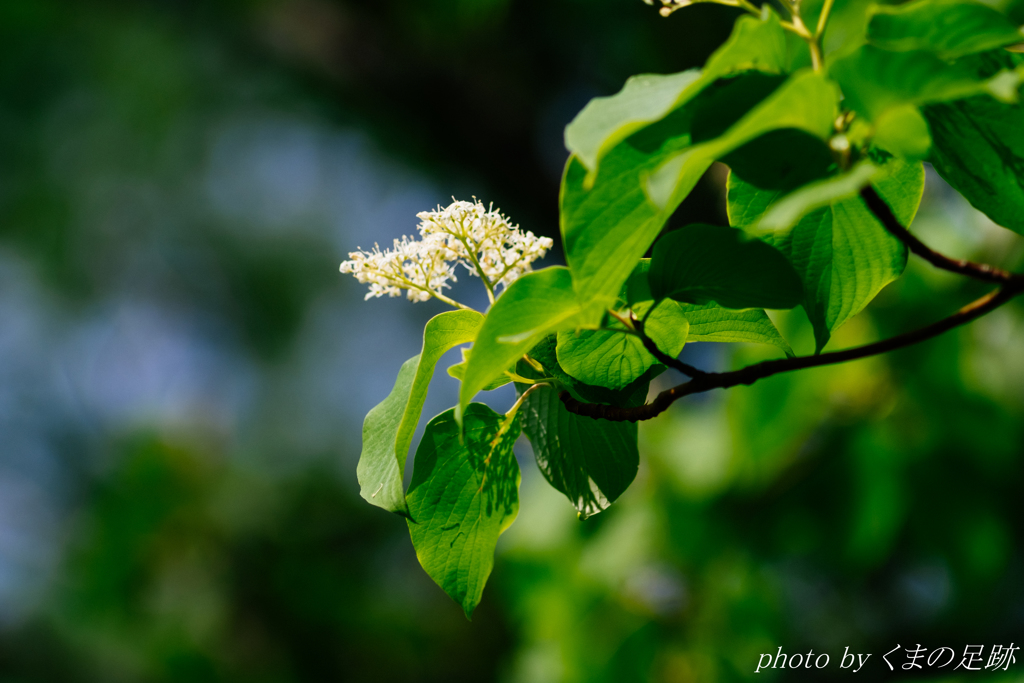 ミドリが沁みる