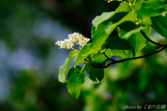 ミドリが沁みる