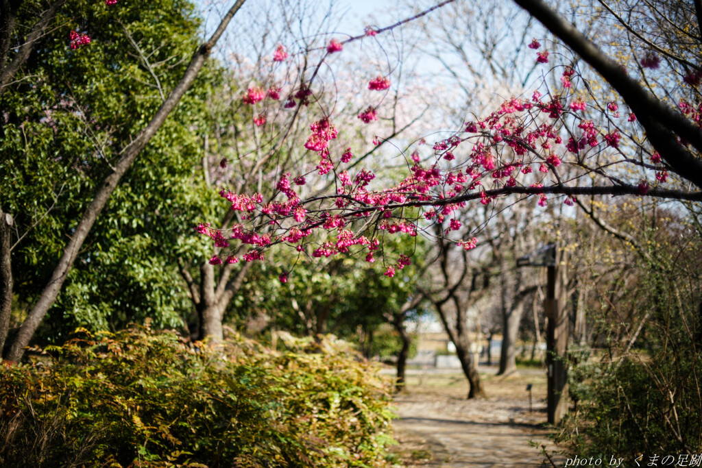 紅鈴の小径