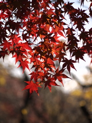 紅影