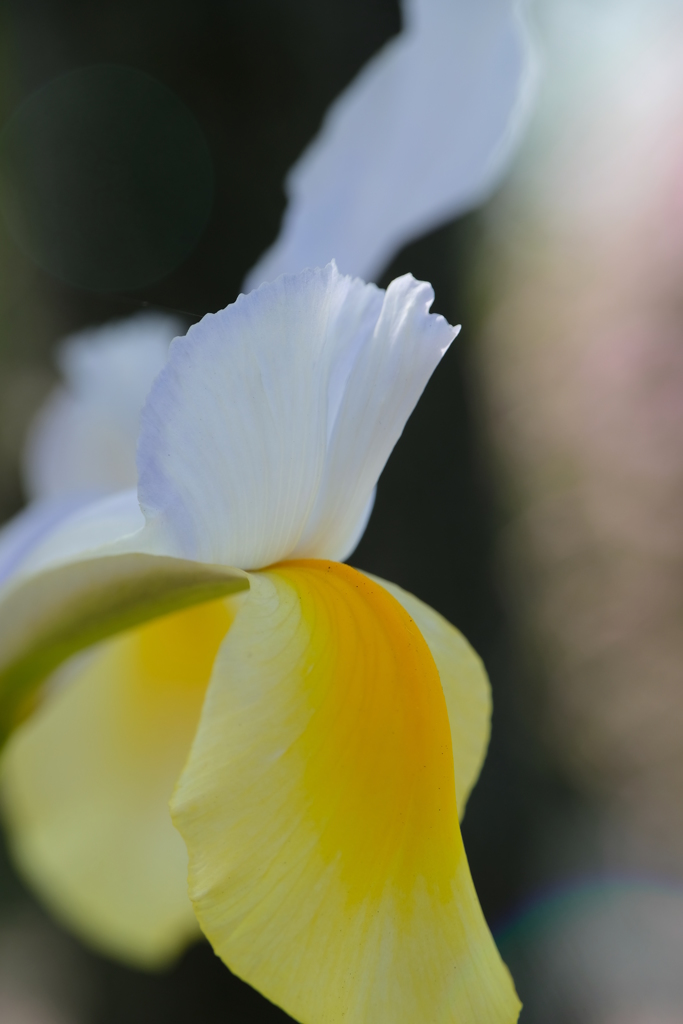 フラワーヘッド