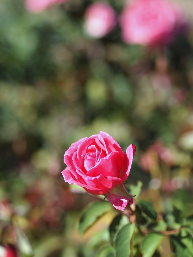Autumn rose Ⅹ