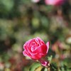 Autumn rose Ⅹ