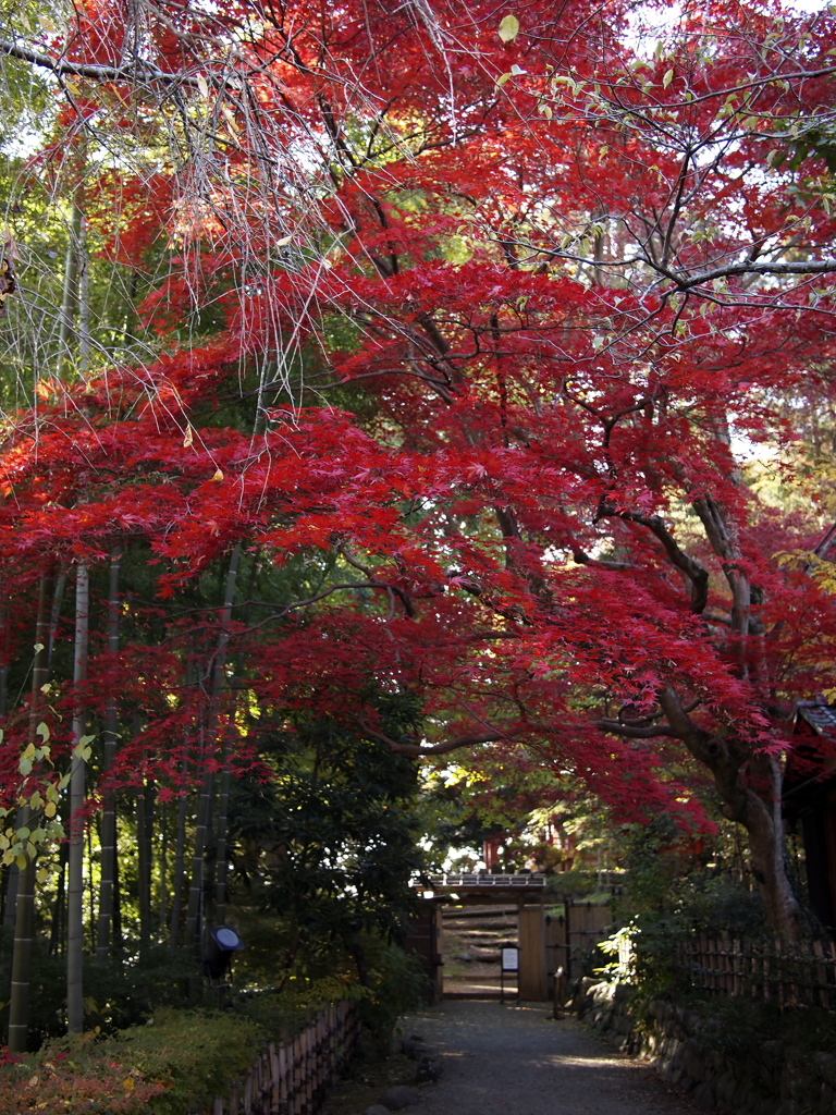 紅比べ：E-PL1s+20mm/F1.7