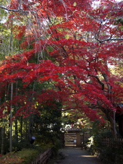 紅比べ：E-PL1s+20mm/F1.7