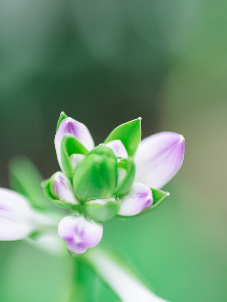 薄紫の衣