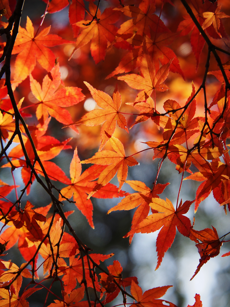 紅葉模様