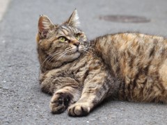 初夏のひととき Ⅵ