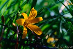 夏を見たかい？