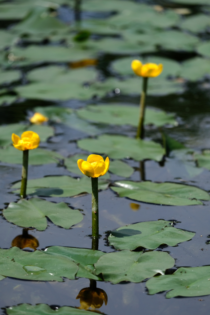 シュノーケリング