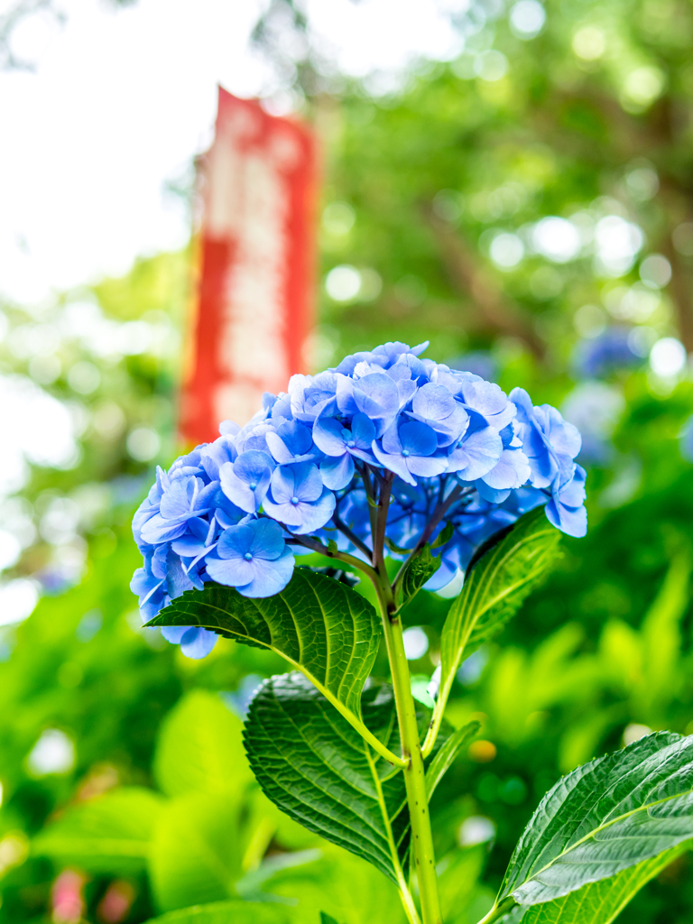 June Ｂｌｕｅ