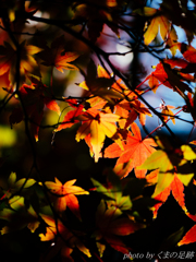 ステンドリーフ