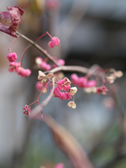 花実も咲くもんだ