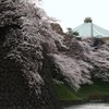 はる・たまねぎ