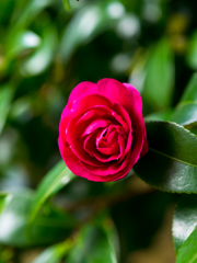 紅華