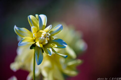 風に立つライオン