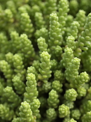 ちいさな森