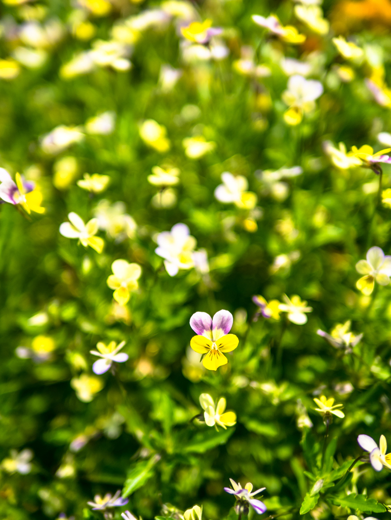 七千の中の一輪