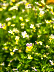 七千の中の一輪