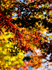 朝の光がうれしくて