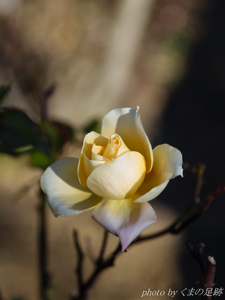 職人SIGMA60MM