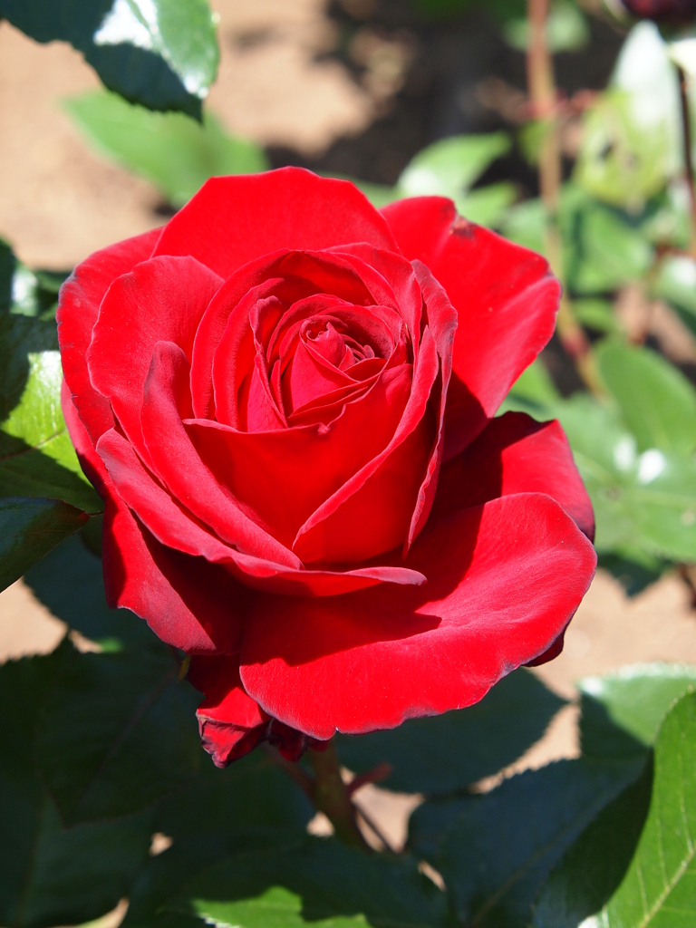 rose-garden ⅩⅨ