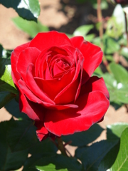 rose-garden ⅩⅨ