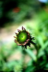 ミドリのひとみ