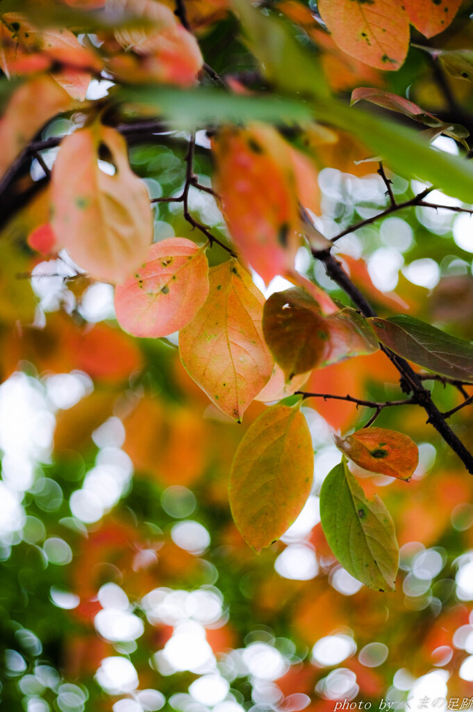 柔らかくいろづく