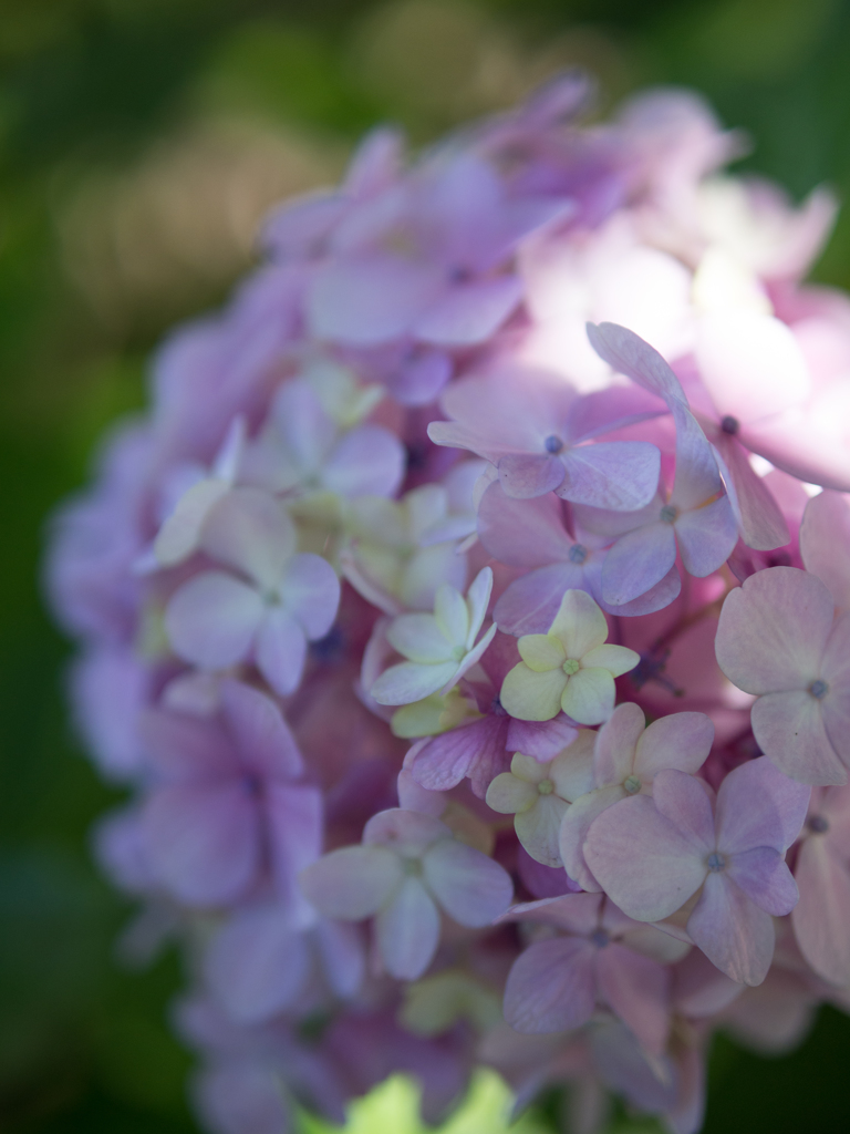 六月の花嫁