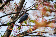 かわいい鳴き声