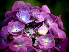 jewel