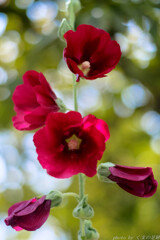 ずっと･･･ずっと