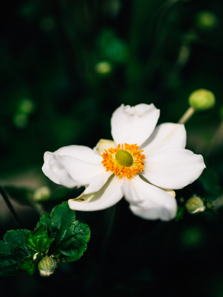 覚悟はあるの？