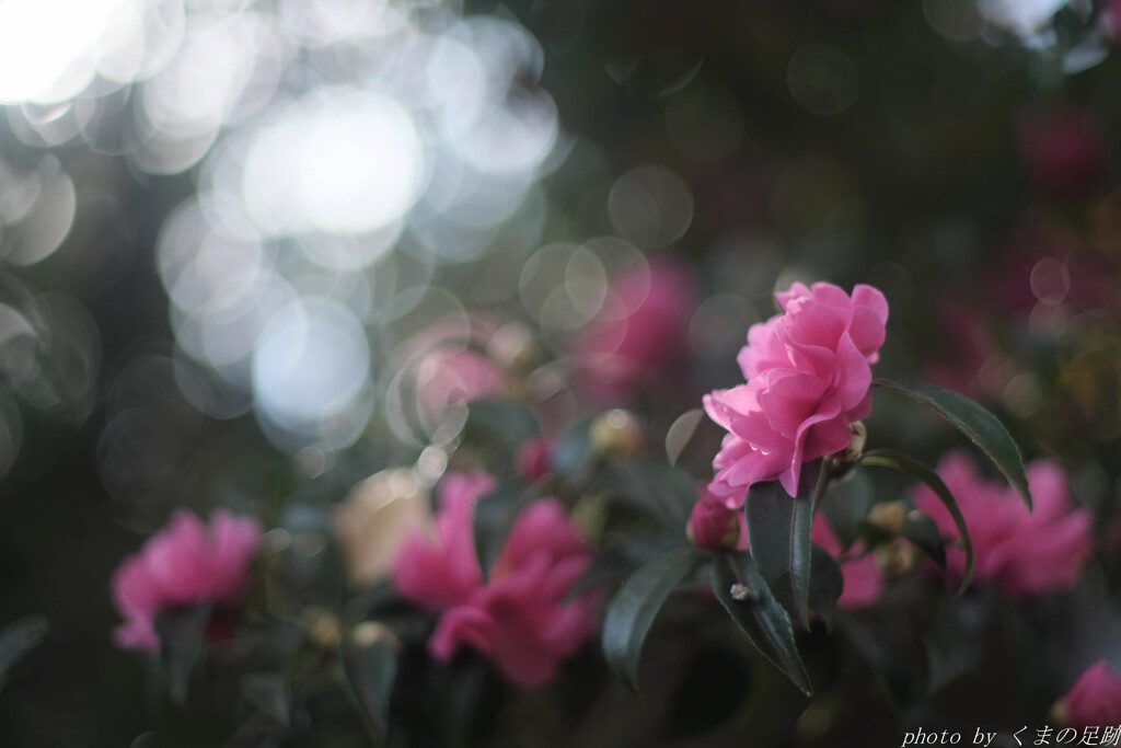 シャボンが香る