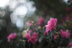 シャボンが香る