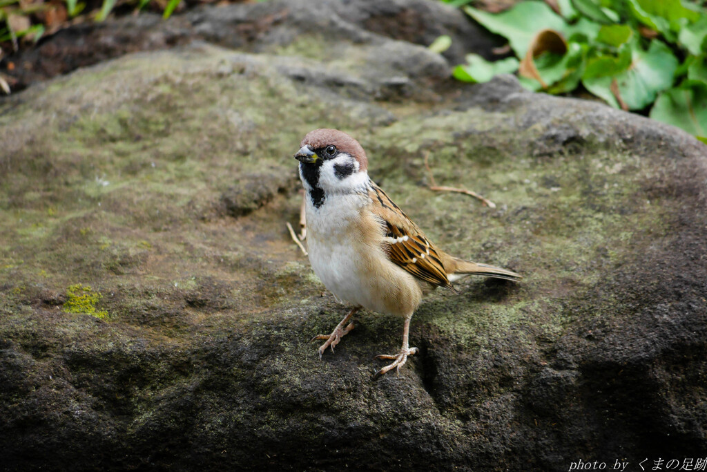 なにドジャースが勝ったって!!