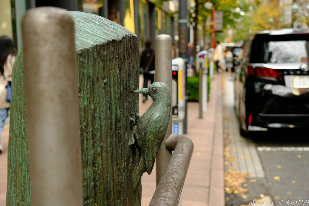 銀座でキツツキに出会う