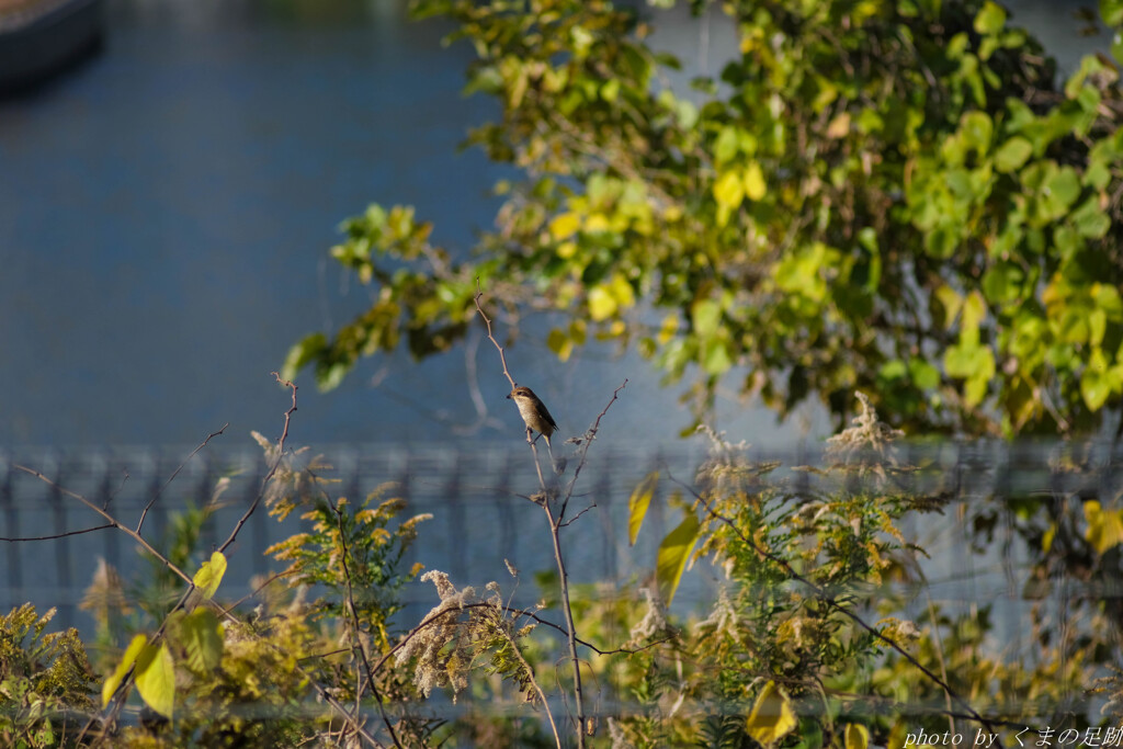 お久しぶりです