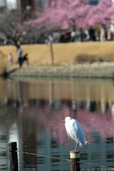 花見鳥を見る