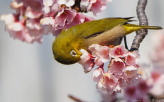 ゆく花に恋して