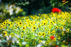 あの夏を忘れない