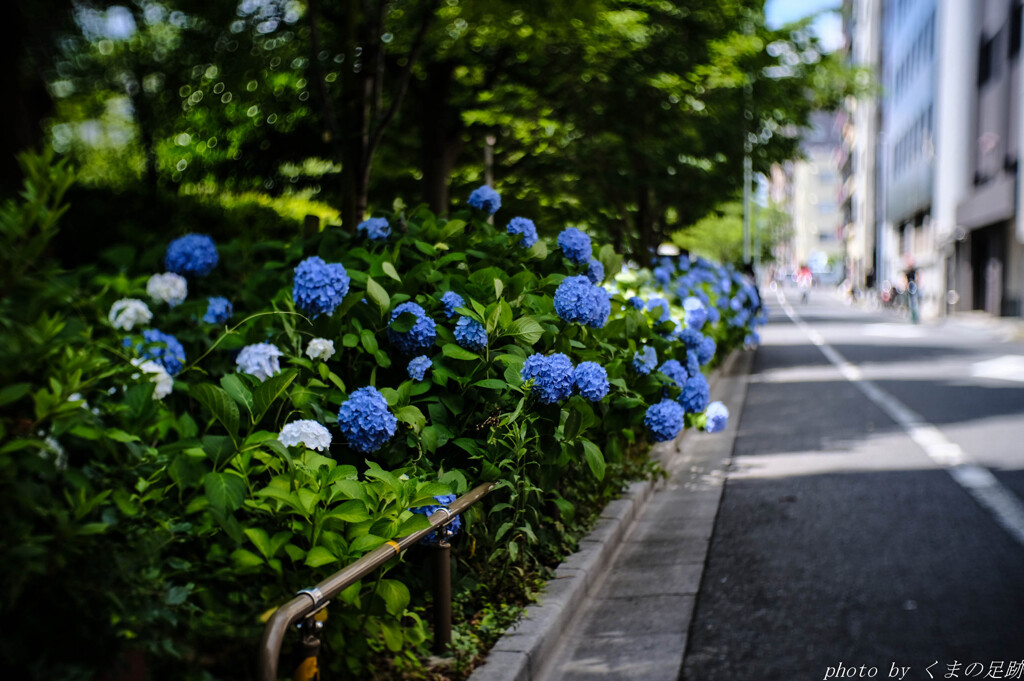 梅雨に向かえば
