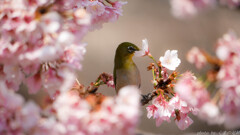 秘密の花園
