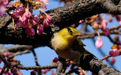 鳥みんぐ耐性