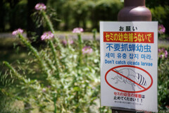 セミも鳴かねば浮かばれまい