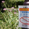 セミも鳴かねば浮かばれまい