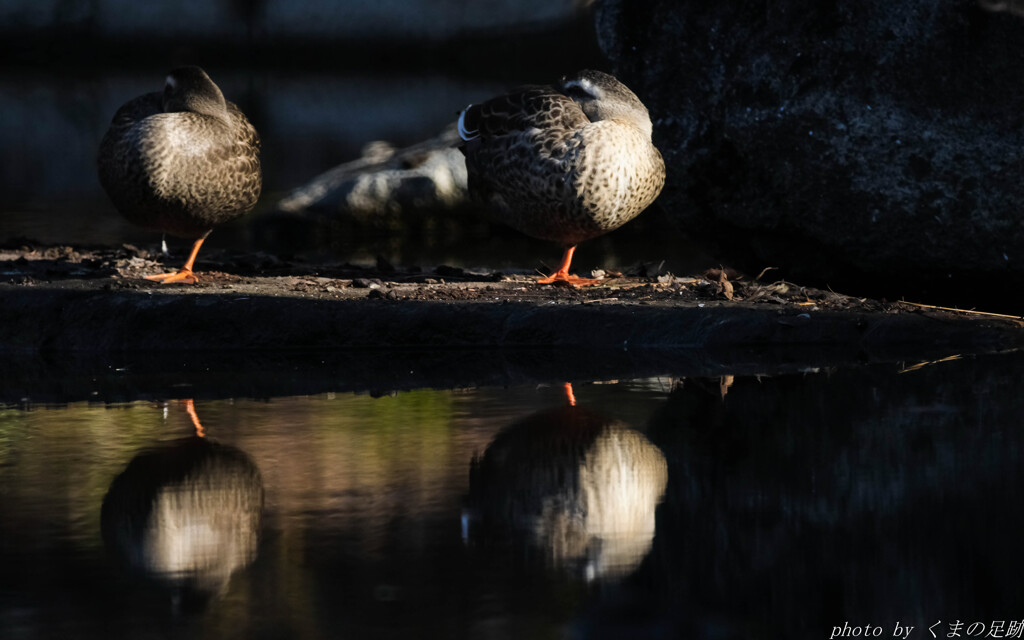 年末ぐらいは平穏に過ごしたい･･･